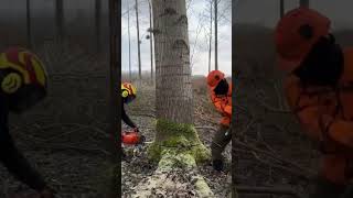 treefalling treecuttingskills wood powertools foreststihl echo husqvarna husqvarnapower [upl. by Prosperus]