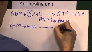 Hypoxia 2 ADP ATP [upl. by Nivra]