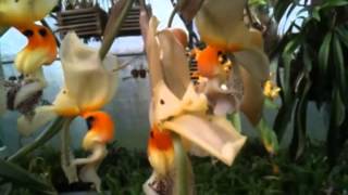 OrchidWeb  Stanhopea embreei [upl. by Aicats]