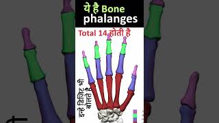 Hand Bone ll wrist bone ll human skeleton bone ll body bone skeleton ll carpal bone metacarpal Bone [upl. by Arihs]