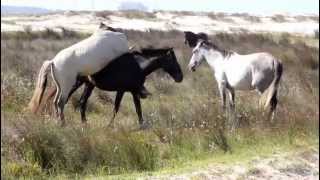 CASAL DE CAVALOS NAMORANDO [upl. by Eiramit360]