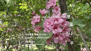 병꽃나무 Weigela subsessilis 야생화를 찾아서136 in search of wildflowers 한밭수목원 Hanbat Arboretum [upl. by Odawa632]