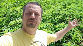 Tommy THC Answers YOUR Questions [upl. by Webster461]