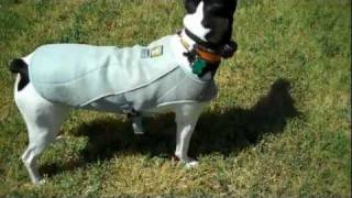 Ruff Wear Cooling Vest for dogs  Product Review  Redeeming Dogs  Flower Mound dog training [upl. by Baruch]