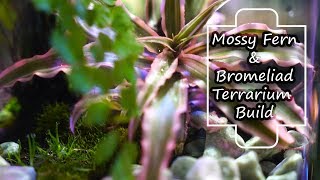 Making a Fern amp Bromeliad Terrarium [upl. by Barolet229]