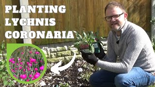 Planting Lychnis coronaria Rose Campion  Perennial Border Planting  Hardy Perennial Flowers [upl. by Ramirolg]