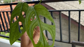 Monstera Adansonii vs Monstera Acuminata  Compare  janda bolong  monstera monsteraadansonii [upl. by Tootsie]