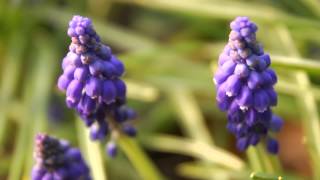 Combination Planting  Daffodils and Muscari [upl. by Gertruda]