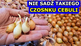 NIE SADŹ takiego Czosnku i Cebuli Wybierz ODPOWIEDNI Czosnek Cebulę Ważne Sadzenie Czosnku Cebuli [upl. by Oigimer]