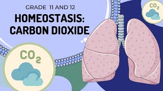 Carbon Dioxide  HOMEOSTASIS  Easy to understand [upl. by Ardnasxela]