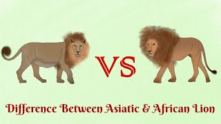 Asiatic Lion VS African Lionwho is more aggressive [upl. by Aliza936]