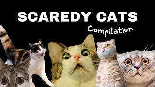 Funny Scaredy Cats Compilation [upl. by Nnylirak575]