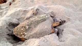 Loggerhead Sea Turtle Nesting [upl. by Rebeka581]