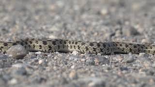 Culebra listonada manchada  Thamnophis marcianus [upl. by Strong]