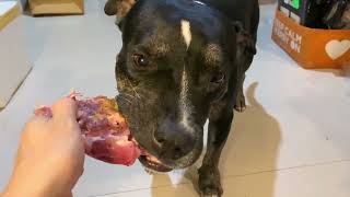 🐶🐶OliampnomyOli The Pit Bull VS🍖🥩RAW Food ASMR MUKBANG犬が生の肉を食べる 咀嚼音 Dog VLOG  JULY232023 [upl. by Laine]