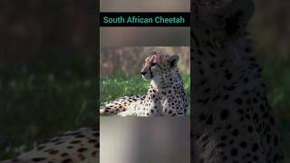 South African Cheetah  Cheetah Video  shorts youtube cheetah animals trending [upl. by Ellehcear]