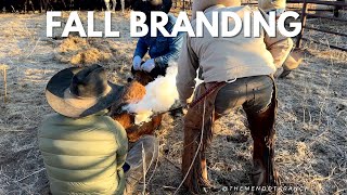 Fall Branding horse ranch cattle [upl. by Euginimod333]