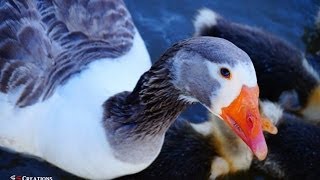 Cute Geese Family [upl. by Ethelin]