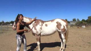 How to Mount a Horse Bareback [upl. by Deedee]