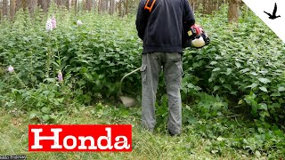 Freischneider 4 Takt UMS 425 von Honda im Test🚩Ausführliche Vorstellung  Faden wechseln [upl. by Hgielrebmik433]