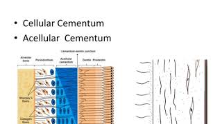 Dental anatomy Cementum [upl. by Croft]