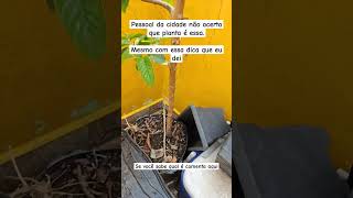 Essa planta da uma fruta muito boa Você sabe qual é plantas horta jardim dicas flores [upl. by Ginevra3]