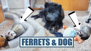 Cute Ferrets Play With Dog [upl. by Thomey]