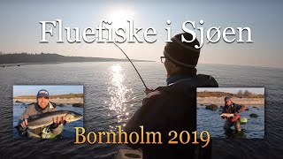 Fluefiske i sjøen Episode 6  2019 Sjøørretfiske på Bornholm  Med Fluefiskern Eivind Berulfsen [upl. by Varion]