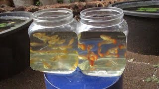 Guppies Worth the Wait Cross Breed Guppy Strain Finally Breeding True [upl. by Vaish45]