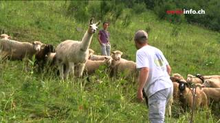 Shaun the Sheep  Meet the Animals Making Of Series 1 [upl. by Kenneth]