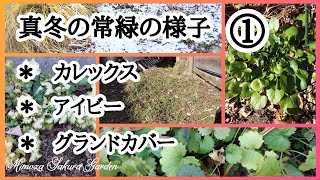 ❨庭植え・真冬の常緑❩カレックス・アイビー・グランドカバーの紹介です [upl. by Modla]