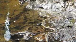 Northern Ribbon Snake Swimming Foraging [upl. by Haras]