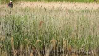 Listen to rare little bittern barking at RSPB Lakenheath Fen [upl. by Brunhilde]