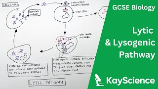 Lytic amp Lysogenic Pathway of Viruses  GCSE Biology  kaysciencecom [upl. by Llehsem]