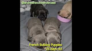 French Bulldog Puppies  Weaning puppies at 3 12 weeks [upl. by Mcmurry]