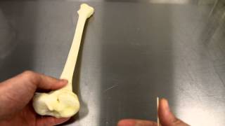 SKELETAL SYSTEM ANATOMY Bones of the lower leg Tibia [upl. by Anazus]