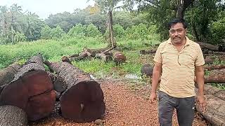 ಮಹಾಗನಿ ಮರ ಬೆಳೆದರೆ ಕೋಟಿ ಲಾಭ  Mahogany Farming  Mahogani Tree [upl. by Kaela]