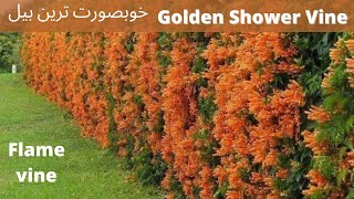 How to grow Golden Flame Shower vinepyrostegia venusta propagate Urdu  Hindi  Agriculturists [upl. by Zadoc]