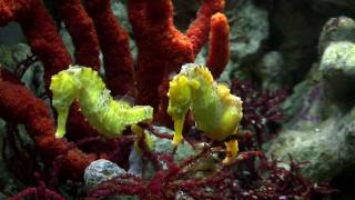 Seahorse Mating Dance [upl. by Charlot]