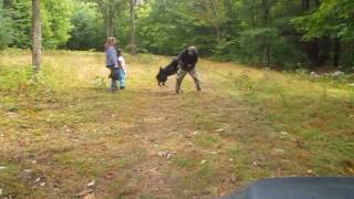 German Shepherd and eight year old girl take down a robber [upl. by Phiona]