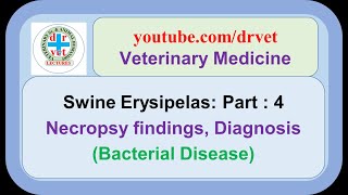 Swine Erysipelas Part 4  necropsy findings diagnosis [upl. by Pantin]