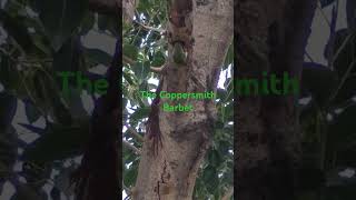 The Coppersmith Barbet birds that creates hole in tree [upl. by Huoh]