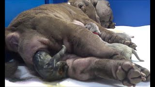 Shar Pei parto en vivoNacimiento cachorros azul y gabriela wwwsharpeies Childbirth dogs puppys [upl. by Yetah354]