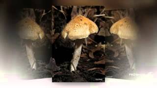 Inocybe fastigiata  fungi kingdom [upl. by Angelico]