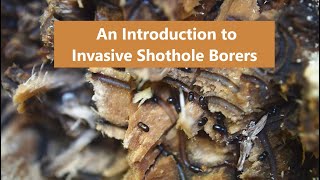 Introduction to Invasive Shothole Borers [upl. by Lesak523]