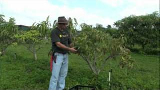 Pruning Young Mango Trees [upl. by Nysilla823]