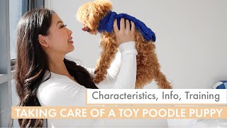 How to care for a TOY POODLE PUPPY  What you need to know before getting one [upl. by Nomled314]