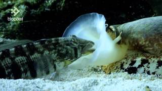 Geographus cone shell net feeding on sleeping fish [upl. by Aivilo738]