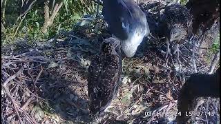 Lunch time SE34 is 8 week old today 🥳 SeaEagleCAM4 Live Stream  03102024 [upl. by Ignaz]