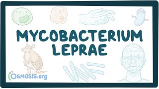 Mycobacterium leprae  an Osmosis Preview [upl. by Leugimesoj]